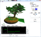 bonsai1.png