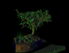 bonsai_big.png